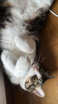 くるりん くるりんの写真