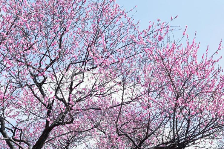 空色に映える梅の木 梅,ピンク,桃色の写真素材