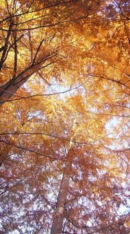 紅葉-1327 メタセコイア,オレンジ色,茶褐色の写真素材