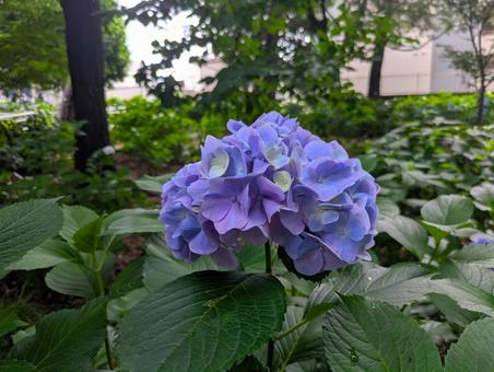紫陽花 紫陽花の写真