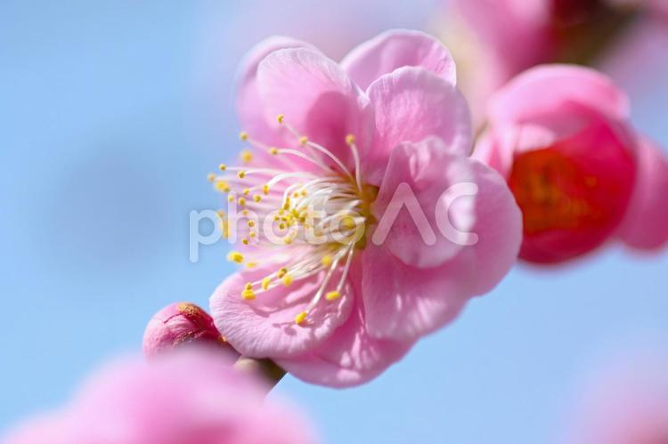 梅林公園　梅の花　 梅,花,梅林の写真素材