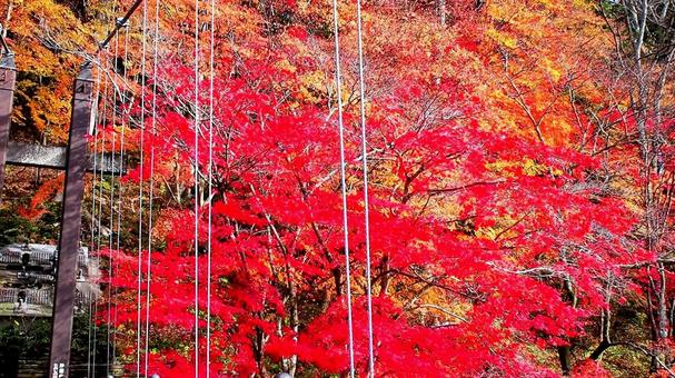 秋の塩原温泉郷・紅の吊橋の楓・那須塩原市 秋の塩原温泉郷・紅の吊橋の楓・那須塩原市 秋,塩原温泉郷,紅葉の写真素材