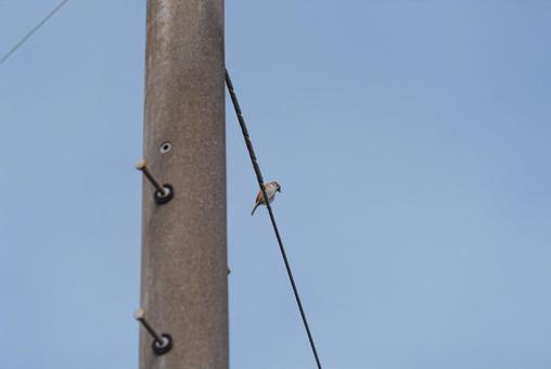 電線に止まって辺りを見回すスズメ 電線に止まって辺りを見回すスズメの写真