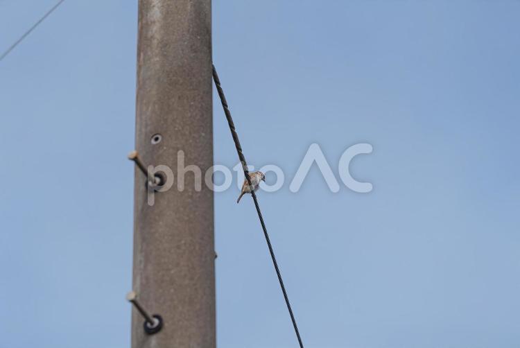 電線に止まって辺りを見回すスズメ スズメ,小鳥,野鳥の写真素材