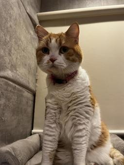 猫 猫の写真