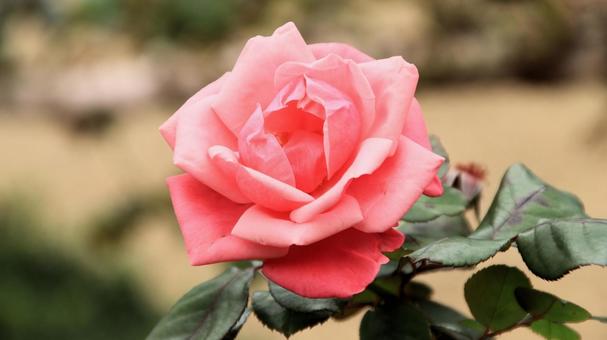 河津バカテル公園　秋バラ 薔薇,秋,花の写真素材