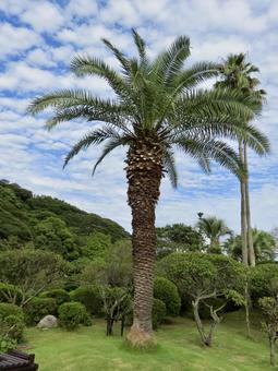 ヤシの木 カナリーヤシ,木,南国の写真素材