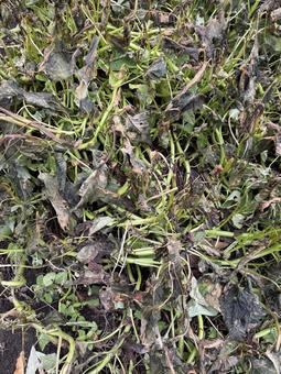 霜にあったエンツァイ エンツァイ,空芯菜,野菜の写真素材