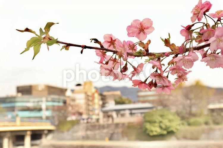 街並みと桜の花と枝と葉 さくら,そら,サクラの写真素材