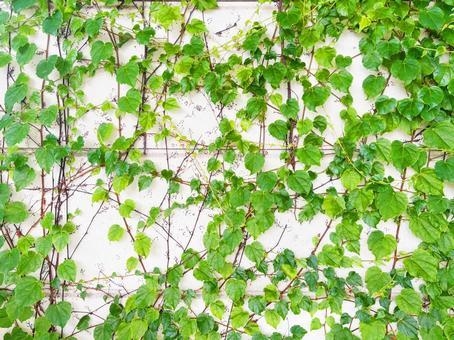 蔦が這うコンクリートの白壁 蔦が這うコンクリートの白壁 壁,蔦,つるの写真素材