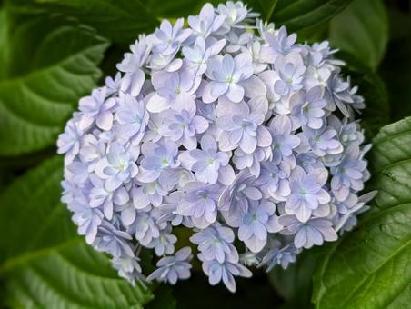 紫陽花　薄紫 flower,自然,カラフルの写真素材