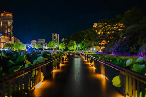 【秋田】夜の千秋公園 蓮の花 2025 【秋田】夜の千秋公園 蓮の花 2025 千秋公園,公園,秋田の写真素材