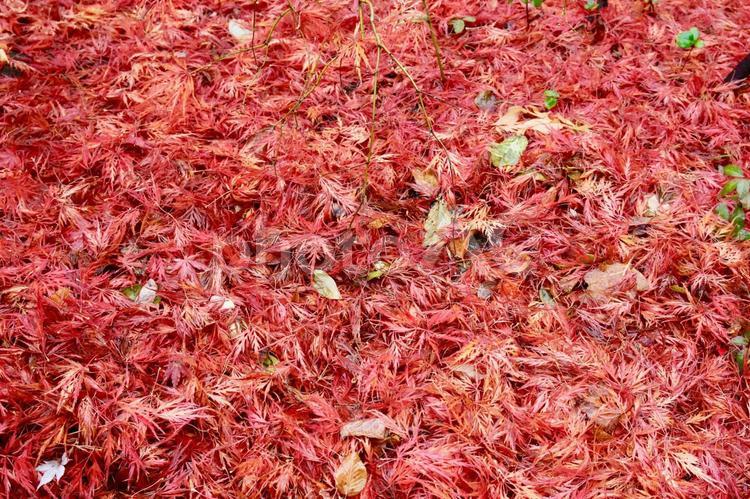 紅葉した落ち葉の絨毯 モミジ,紅葉した,秋の写真素材