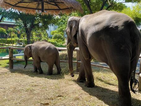 ゾウの親子 象,親子,動物の写真素材