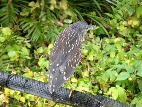 郊外の道沿いで柵に止まったホシゴイ ホシゴイ,ゴイサギ,幼鳥の写真素材