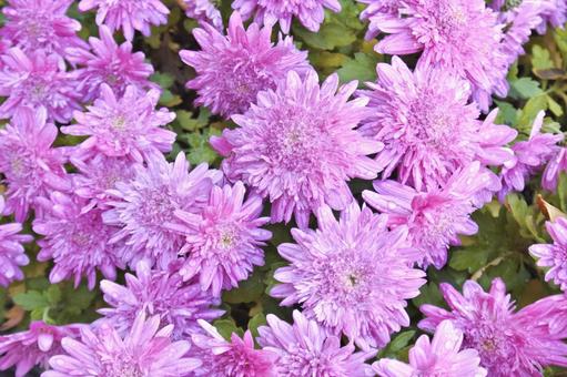 紫色の菊② 菊,紫,花の写真素材