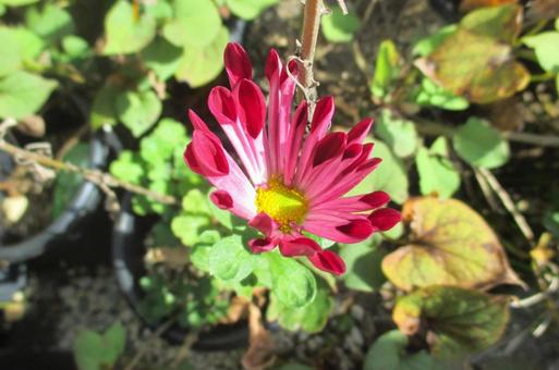 菊の花 菊,キク,ヤグルマギクの写真素材