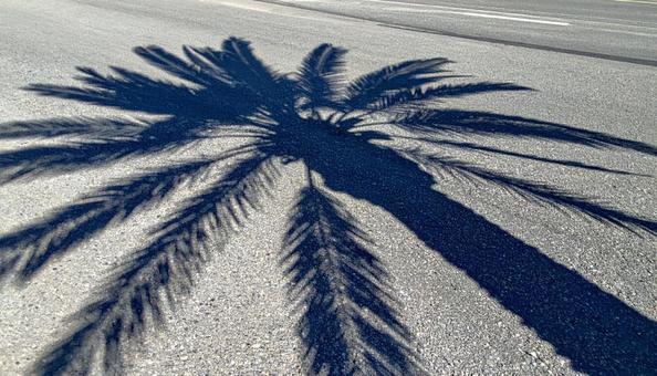 道路に映るヤシの木の影 道路に映るヤシの木の影の写真