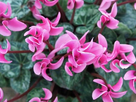 シクラメン Cyclamen シクラメン Cyclamen シクラメン,マクロ,花形多彩の写真素材