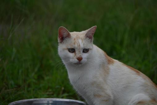 走島のにゃんこ達 哺乳類,癒される,猫の写真素材