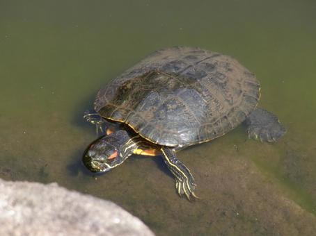池から上陸しようとするミドリガメ 池から上陸しようとするミドリガメの写真