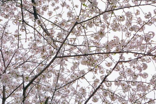 さくら さくら 桜,さくら,自然の写真素材
