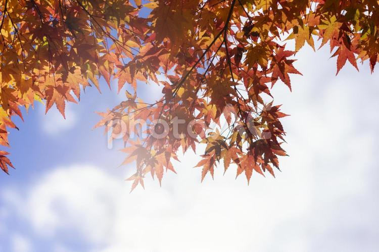 秋のもみじの紅葉 もみじ,秋,紅葉の写真素材