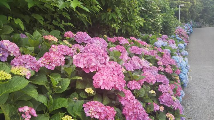横須賀美術館の赤と青のあじさいの小路 紫陽花,アジサイ,あじさいの写真素材