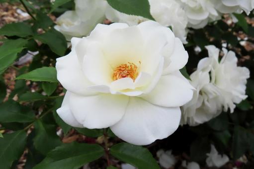 白いバラの花房の写真