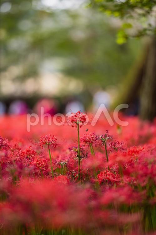 満開の巾着田に咲く曼珠沙華 埼玉,秩父,巾着田の写真素材
