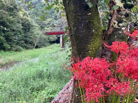 彼岸花 彼岸花の写真
