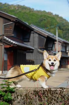 コーギー　今庄宿 コーギー,今庄宿,北陸街道の写真素材