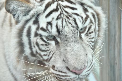 Creature white tiger Creature white tiger