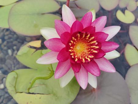 スイレンの花 スイレンの花の写真
