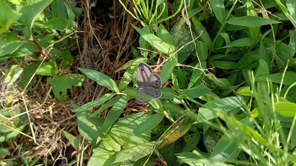 Photo, butterfly, shimeira namijanomet, gramineae, 