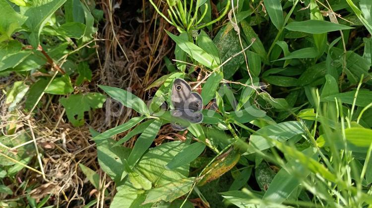 イネ科植物に産卵するヒメウラナミジャノメ 蝶,ヒメウラナミジャノメ,チョウの写真素材