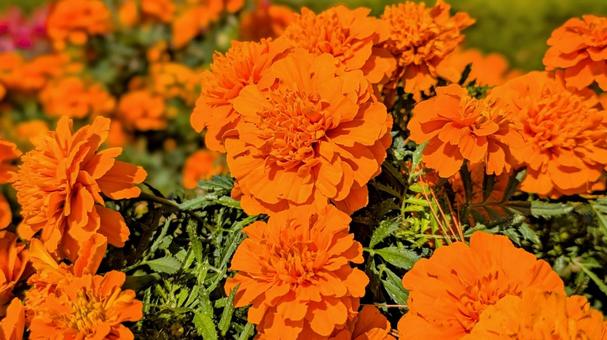 オレンジのマリーゴールド オレンジ,マリーゴールド,花畑の写真素材