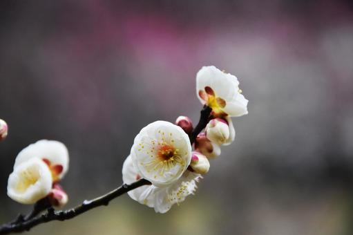 Plum (Tamabotan), JPG Plum (Tamabotan), JPG