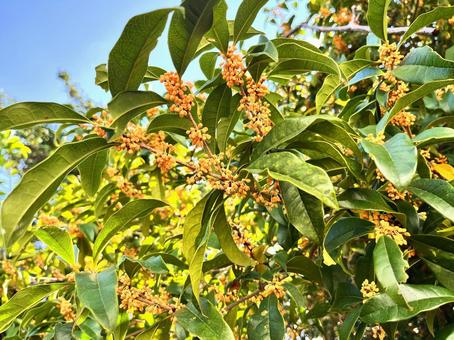 キンモクセイ 金木犀,植物,木の写真素材
