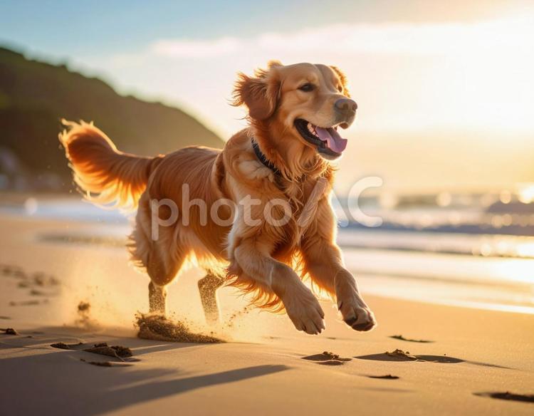 海岸を走るゴールデンレトリバー ai生成,犬,ゴールデンレトリバーの写真素材