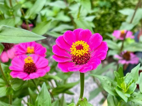 ピンクの花 ジニア ピンクの花 ジニアの写真