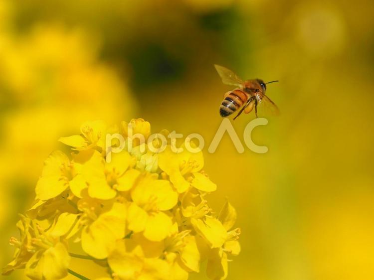 ミツバチと美しい菜の花 ミツバチ,菜の花,養蜂の写真素材