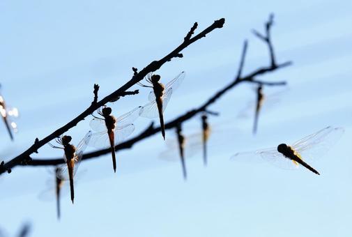 初夏のトンボ 初夏のトンボの写真