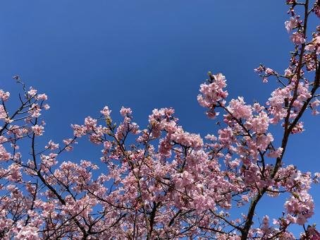 桜の木 桜の木 桜,さくら,サクラの写真素材