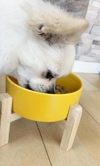 お皿に顔を入れて餌を食べるチワワ お皿に顔を入れて餌を食べるチワワの写真