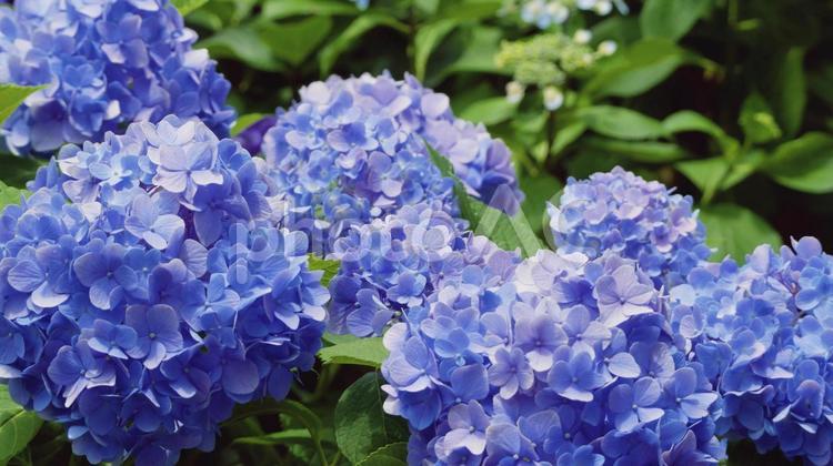 梅雨を彩る紫陽花のグラデーション アジサイ,紫陽花,6月の写真素材