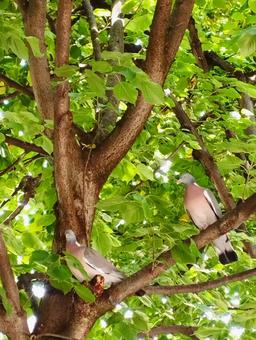 ハト 鳩,鳥,木の写真素材