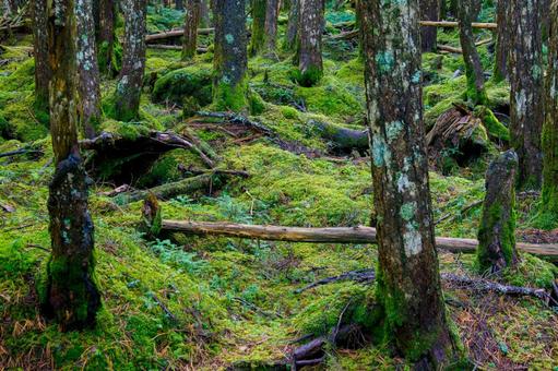 白駒池 苔生す森 白駒池 苔生す森の写真