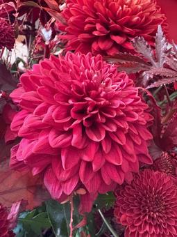 深紅のデコラマム デコラマム,菊,マムの写真素材