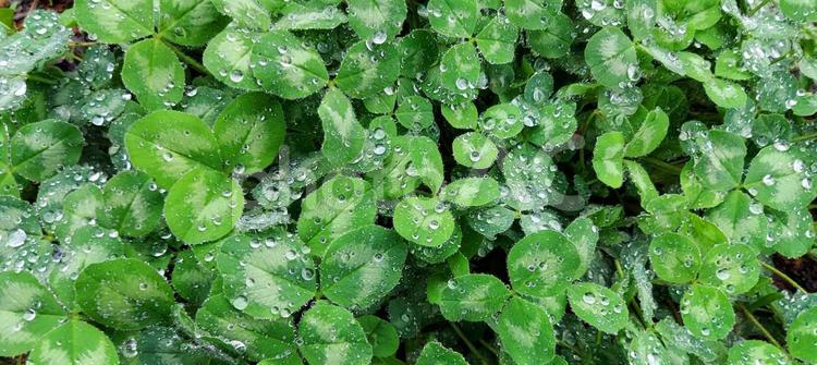 雨上がりのみつば 梅雨,水滴,雨粒の写真素材